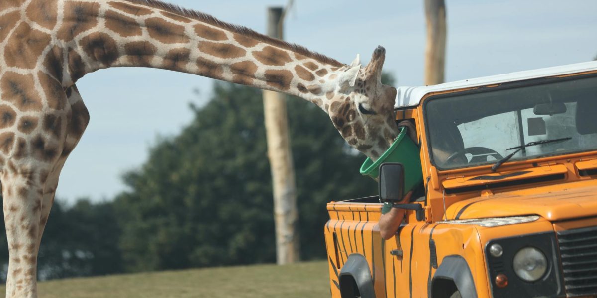 Best Movers in Safari Park Nairobi | Goodlifemovers 0729839701